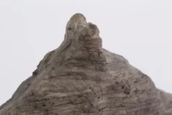 CURZIO, Horse, Resin, 49,5 Cm -Boutique De Décoration https3A2F2Fwww.flamant.com2Fmedia2Fcatalog2Fproduct2F22F42F24188 14 03 2023T173A583A52