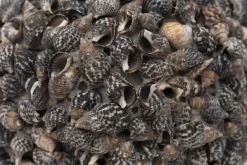 MARANZA, Deco Ball, L -Boutique De Décoration https3A2F2Fwww.flamant.com2Fmedia2Fcatalog2Fproduct2F42F12F41117 14 03 2023T193A423A43